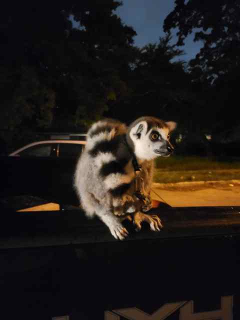 Trained Ring Tailed 2Yr Old Lemur for sale or trad