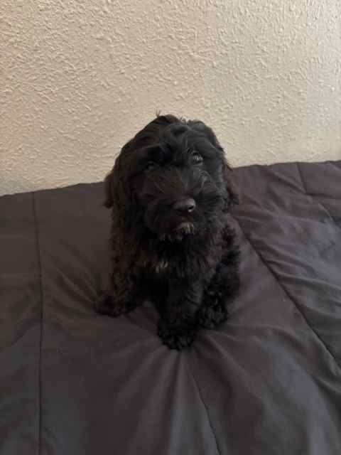 3 months old Cockapoo pup