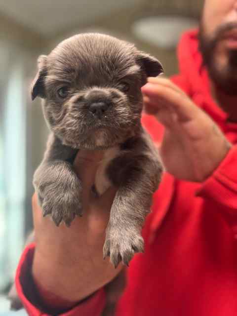 French bulldog pups