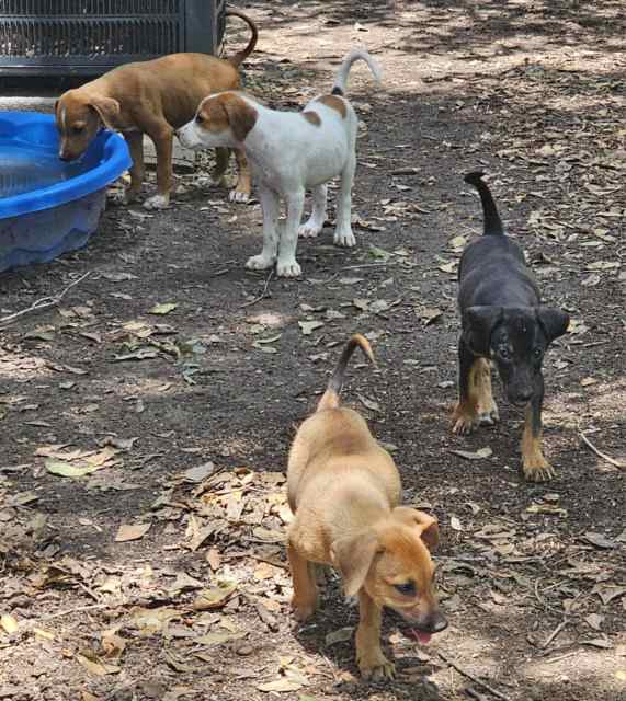 Catahoula Puppies 