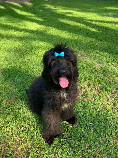 Labradoodle puppy 