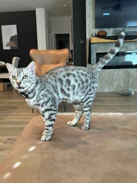 Bengal Kitten