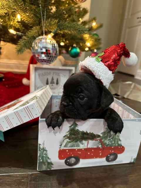 French bulldogs for sale