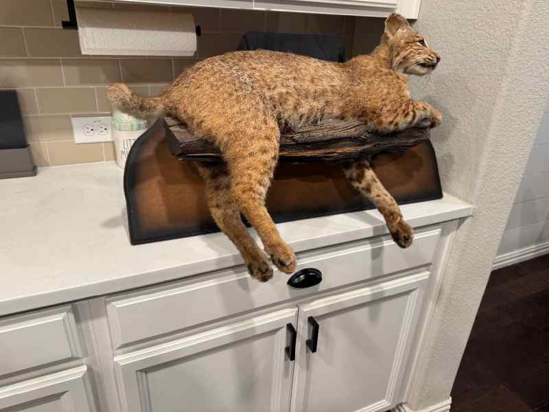 Trade my BOBCAT mount for your AR or ? 