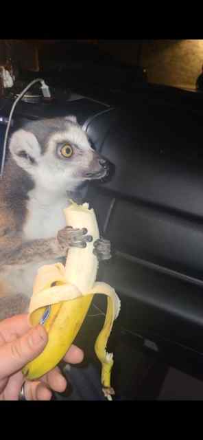 Trained Ring Tailed Lemur