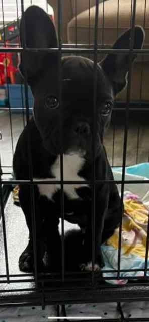 Wtt female french bulldog 