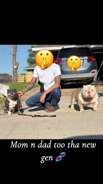 Micro bullies mom n pop in the picture 