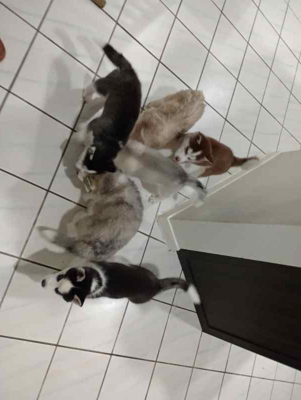 Purebred Siberian Husky puppies fs/ft
