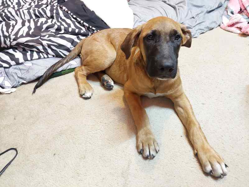 Very large Great Dane mix puppy 
