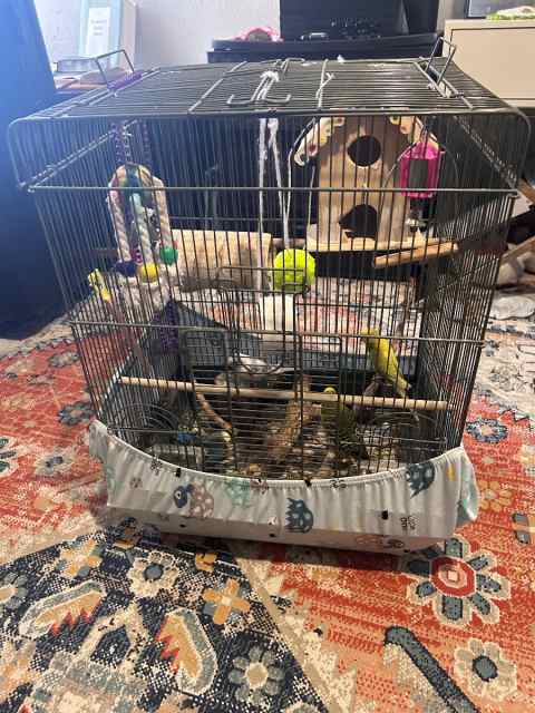 Parakeets