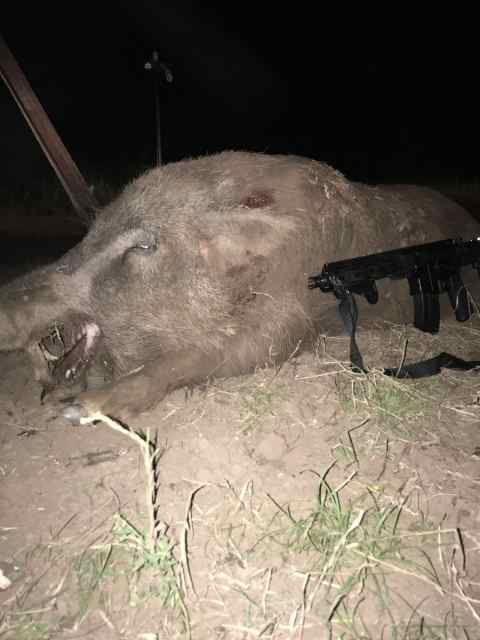Thermal HOG hunts 1 hour N of Denton 