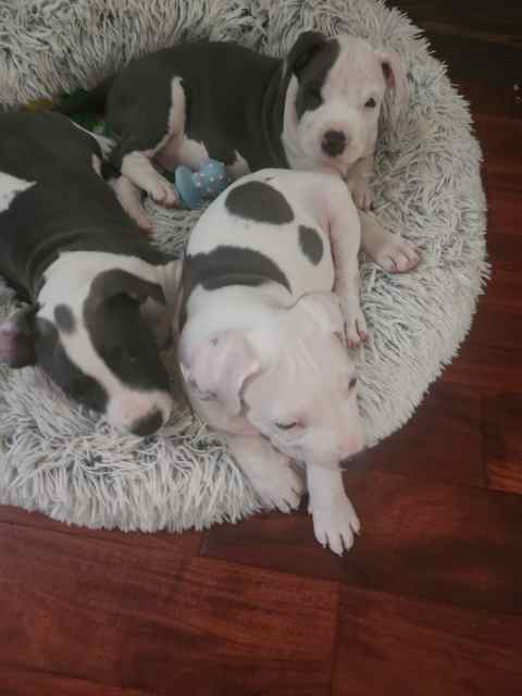 REDUCED ONLY 2 LEFT AMERICAN BULLY puppies 