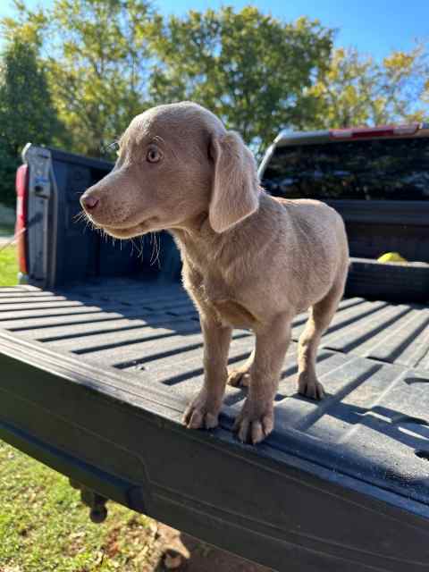 AKC. Registered Silver Labrador retriever pups 