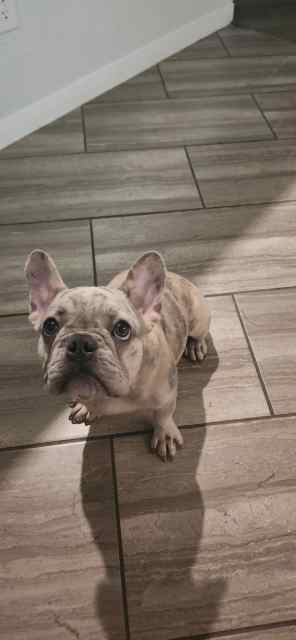 Female merle french bulldog 