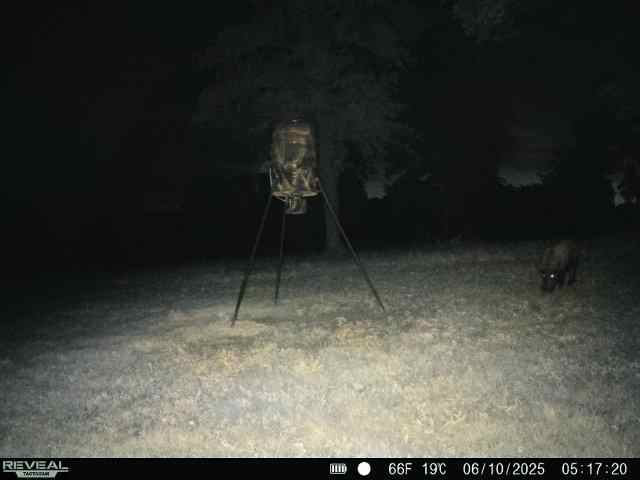 Hog hunts day / nite thermal or nite vision ..